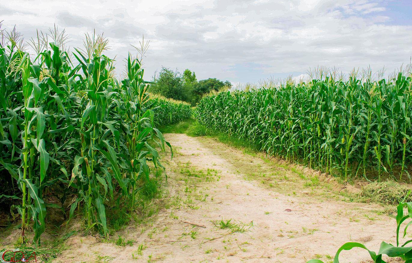 Solutions agricoles Toguna